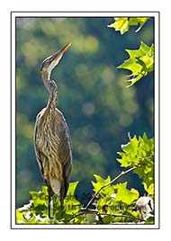 Great Blue Heron at Attention